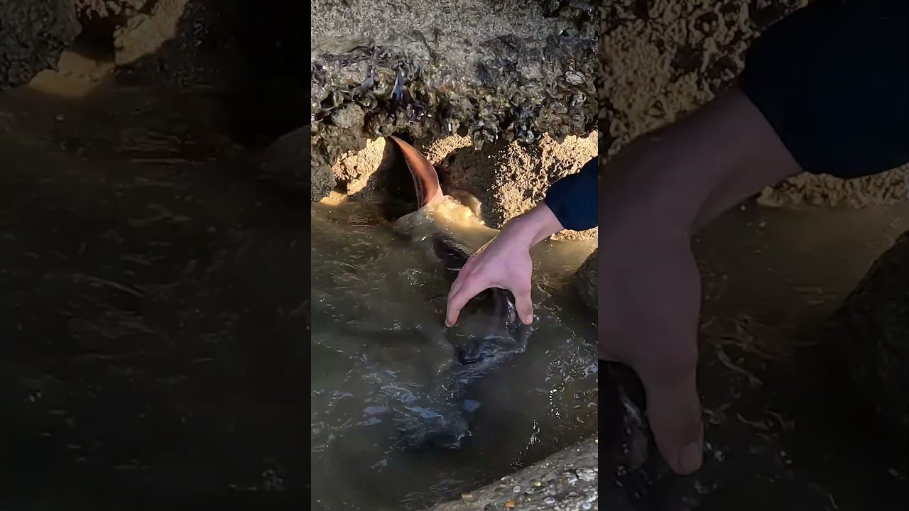 Ce qu’on peut rencontrer pendant les grandes marées 🐍 #fishing #pêche #fish