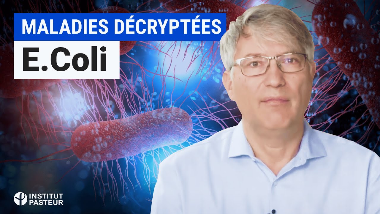 Escherichia Coli : causes, modes de transmission, symptômes, prévention | Maladies Décryptées