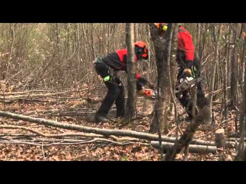 Les travaux forestiers : les nettoiements et les dépressages