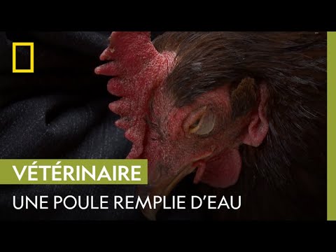 Le ventre de cette poule est rempli d'eau, mais pourquoi ?