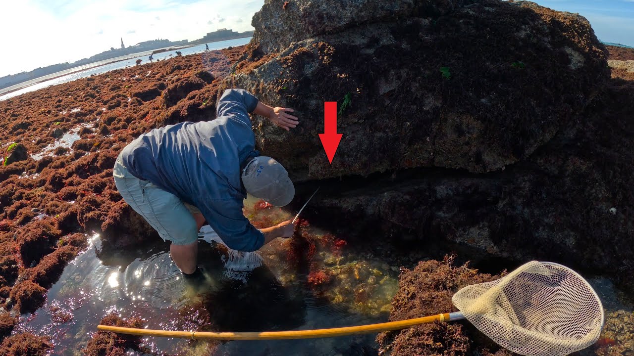 Pêche à pied : grandes marées à Saint-Malo !